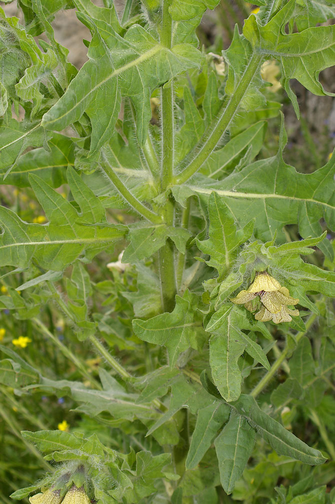 Hyoscyamus niger / Giusquiamo nero